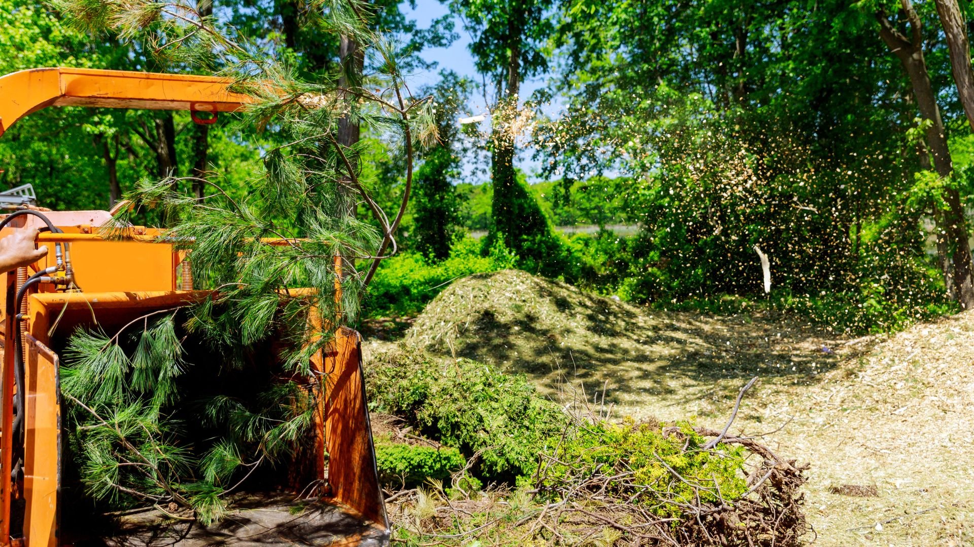 Orange wood chipper processing pine branches in a green forest setting