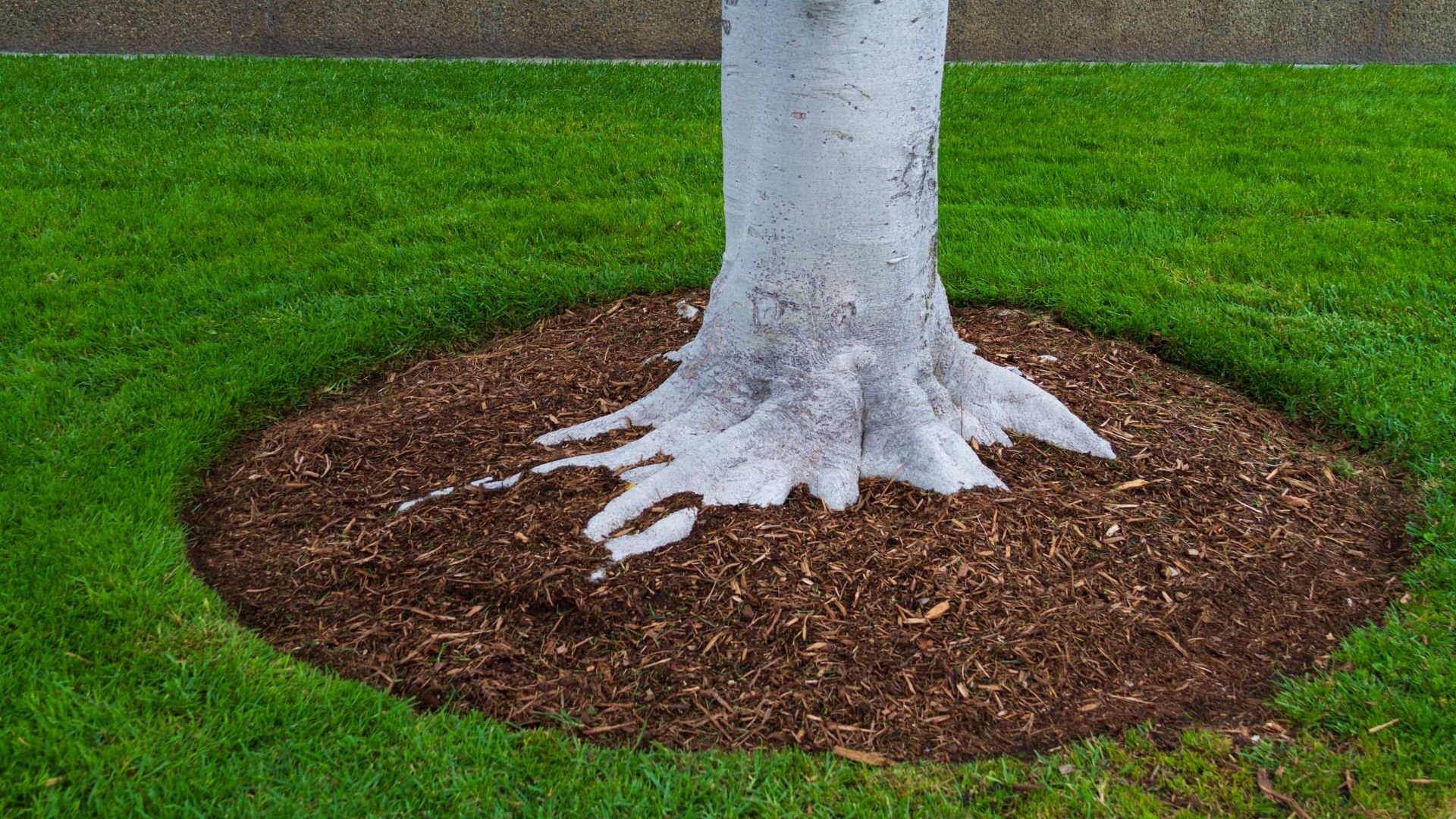 White tree trunk with exposed roots on brown mulch surrounded by green grass